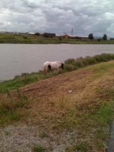 A horse grazing on the Dee coastal path.