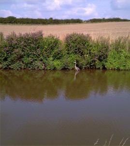 A Heron in the Water.