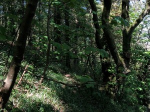 Walking through the forest on the way to Saundersfoot.