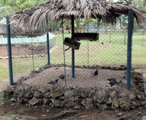 A "zoo" with domestic pigeons