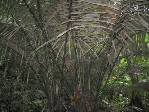 jungleplant