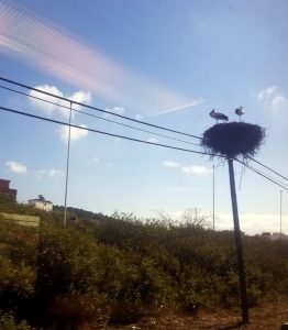 A storks nest on top of a telegraph pole