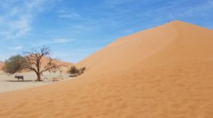 High sand dune with an Oryx sheltering under a tree