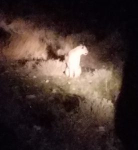 A lion at night