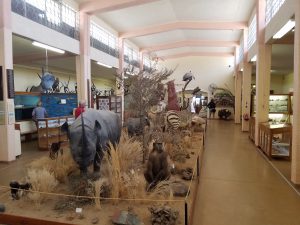 Animals in the Swakopmund museum