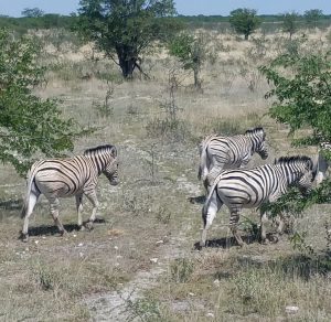 A group of Zebra