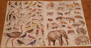 A pictorial book of animals in the Etosha national park