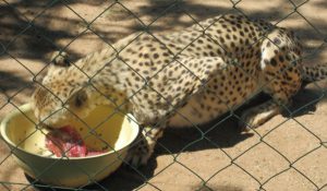 Cheetah Sanctuary