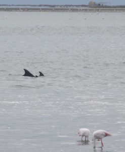 Dolphins at Walvis Bay